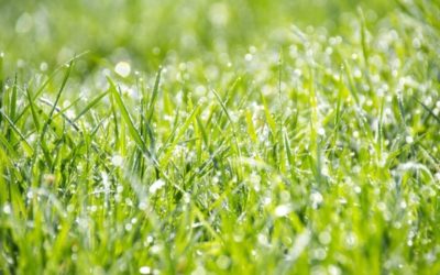 Medio ambiente: ¿qué efectos tiene el Gas LP?